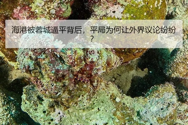 hai-gang-bei-rong-cheng-bi-ping-bei-hou-ping-ju-wei-he-rang-wai-jie-yi-lun-fen-fen-2-278.jpg